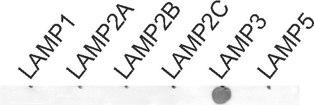 LAMP3, Polyclonal Guinea pig antiserum